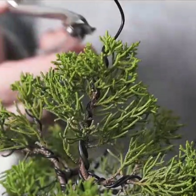 1点限り‼️ 園芸　盆栽ワイヤー ブラシ　パティオ用盆栽ガーデン 71MIq4hNDyL._AC_UF1000,