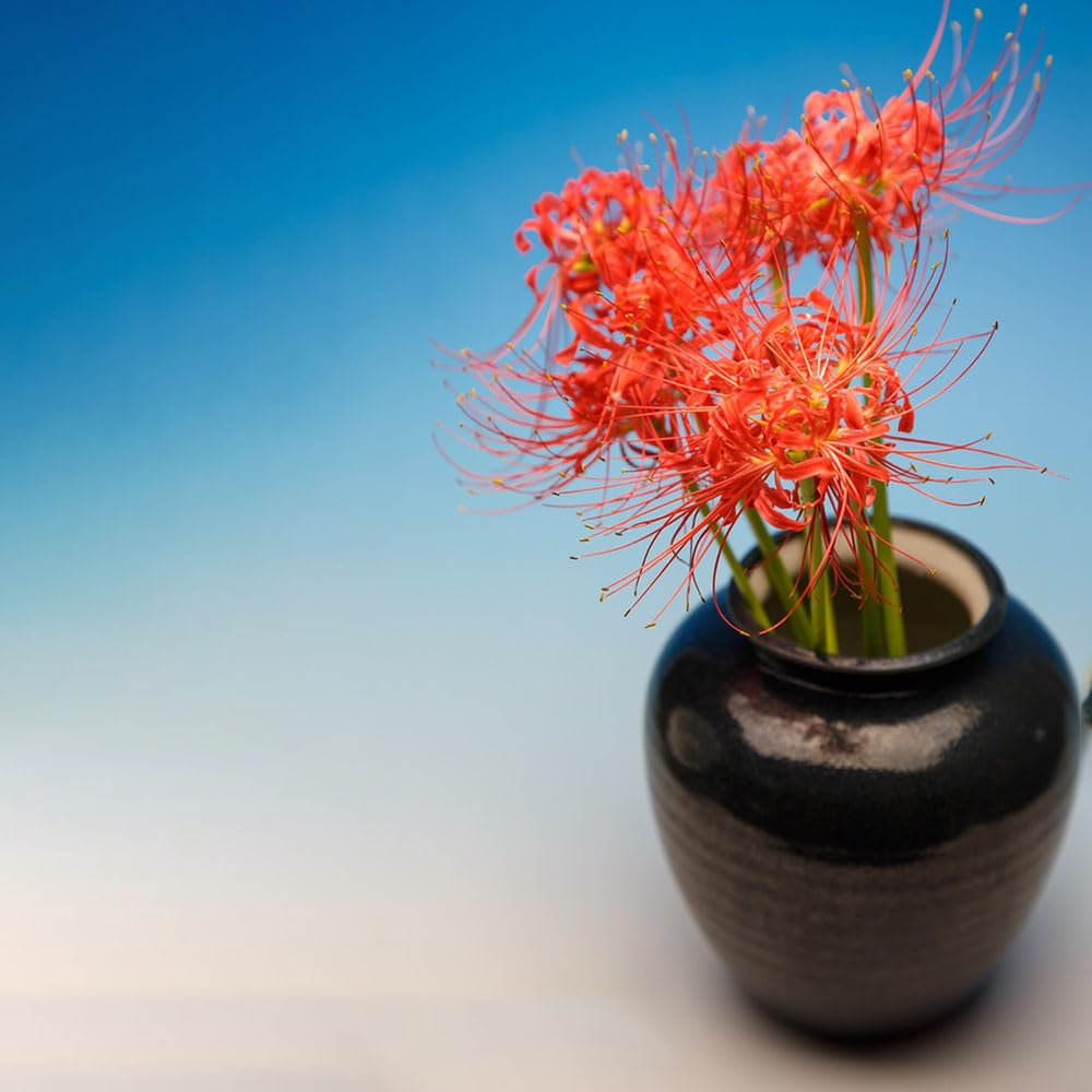 3 szt cebule lilii pająkowatej, Lycoris radiata, nasiona