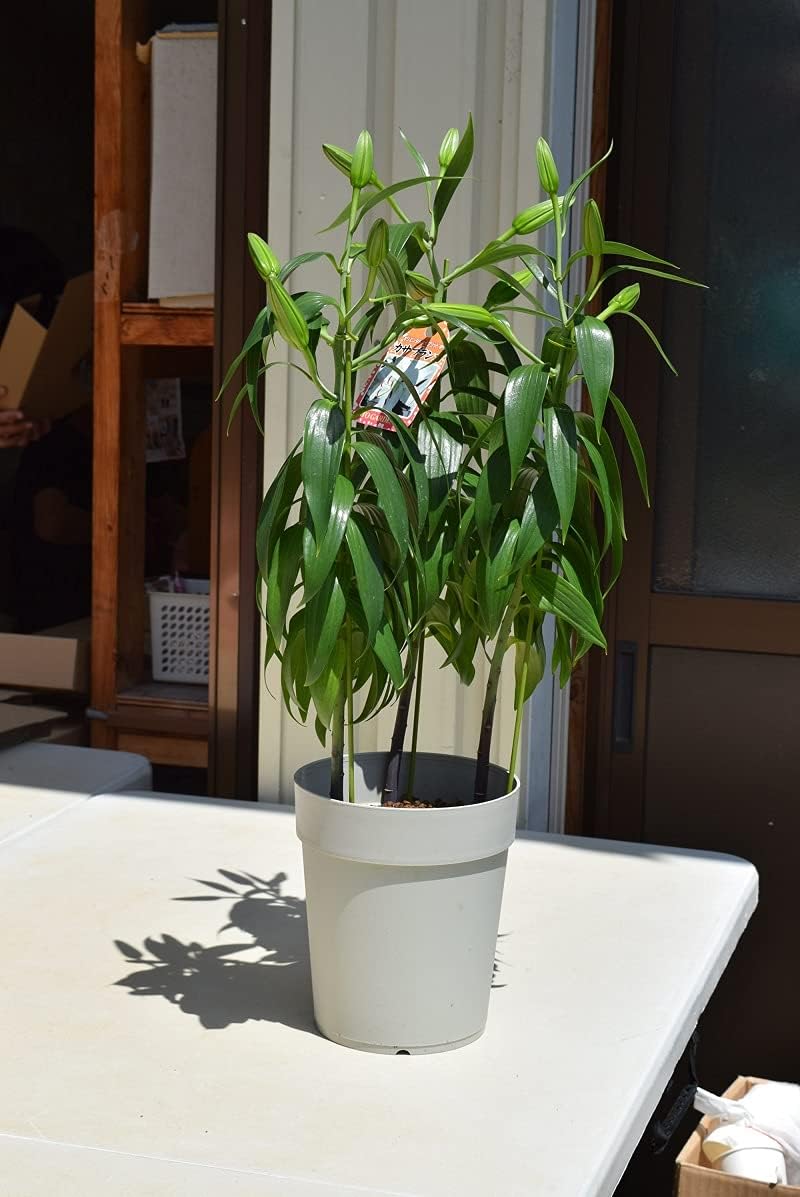 Amazon Co Jp カサブランカ鉢植えカサブランカプレゼントに ユリ鉢植え蕾の状態での お届けとなります ホーム キッチン Amazon Co Jp カサブランカ鉢植えカサブランカプレゼントに ユリ鉢植え蕾の状態での お届けとなります ホーム キッチン