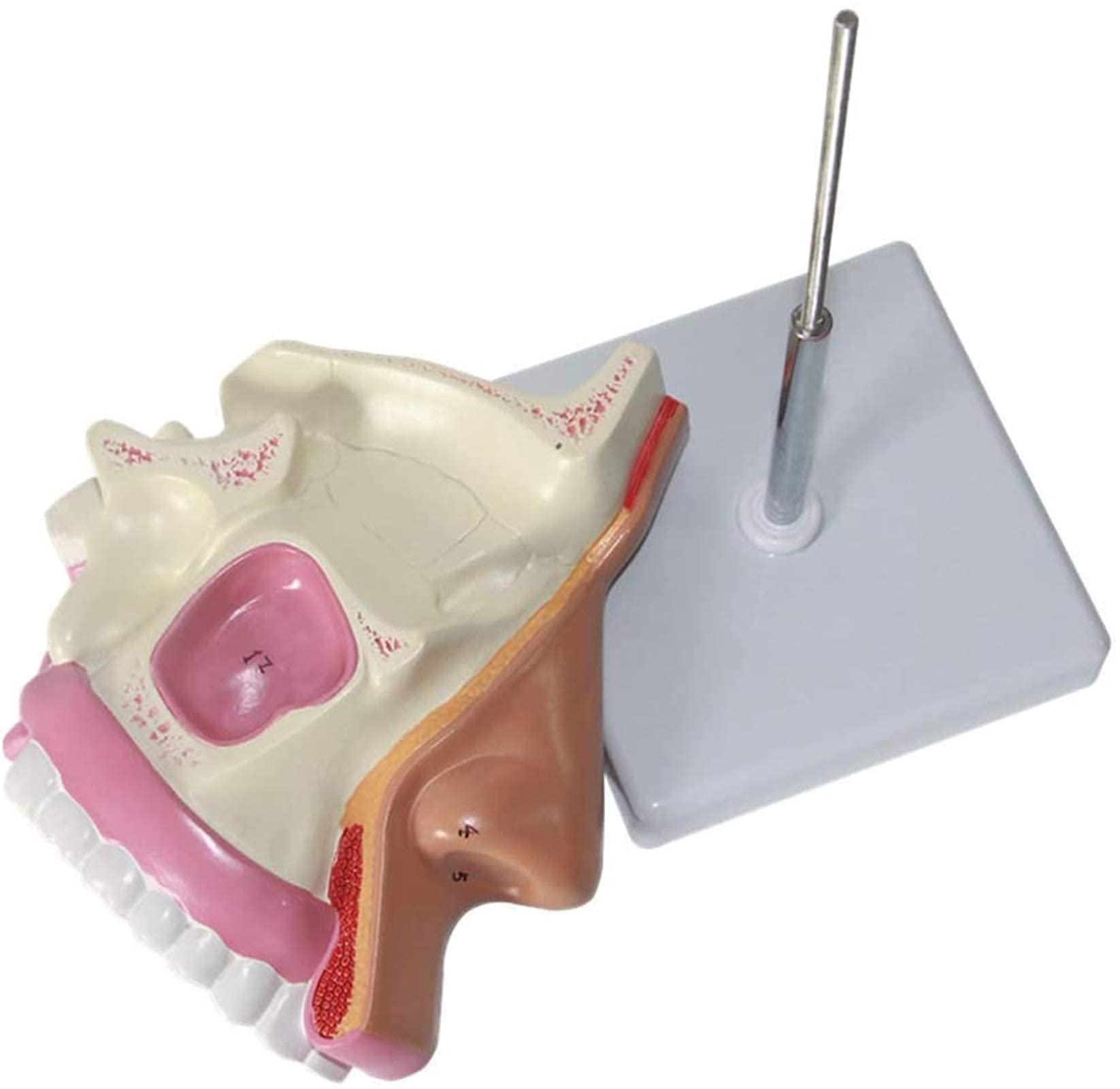 Model Nauczania Model Anatomiczny - Usuwalny Znak Cyfrowy Naukowe Modele Anatomii Anatomiczny Model Narządów Ludzkich - Dla Materiałów Dydaktycznych Medycznych