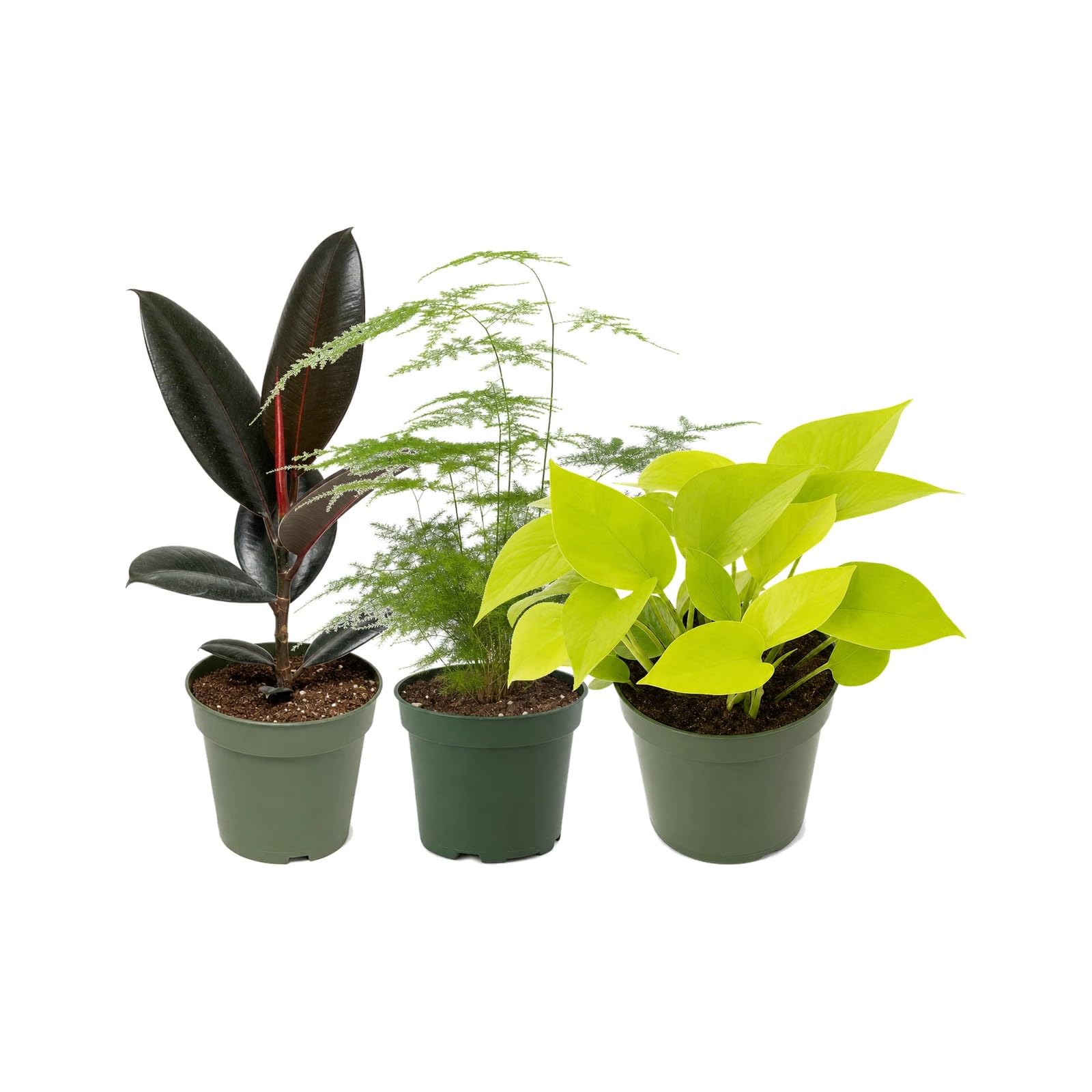 DECOALIVE Pack 3 Plantas: Ficus Abidjan, Espárrago Plumoso y Poto Amarillo