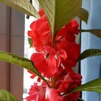 Vista 3 de Garden Balsam Mix Impatiens Semillas de Balsamina para Plantar Mezcla Aproximadamente 50 Semillas