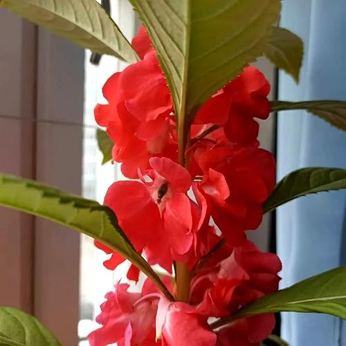 Miniatura 3 de Garden Balsam Mix Impatiens Semillas de Balsamina para Plantar Mezcla Aproximadamente 50 Semillas