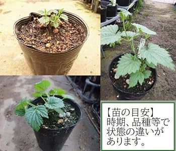 Amazon.co.jp: ホップ苗 ハラタウ 雌株 : DIY・工具・ガーデン Amazon.co.jp: ホップ苗 ハラタウ 雌株 : DIY・工具・ガーデン