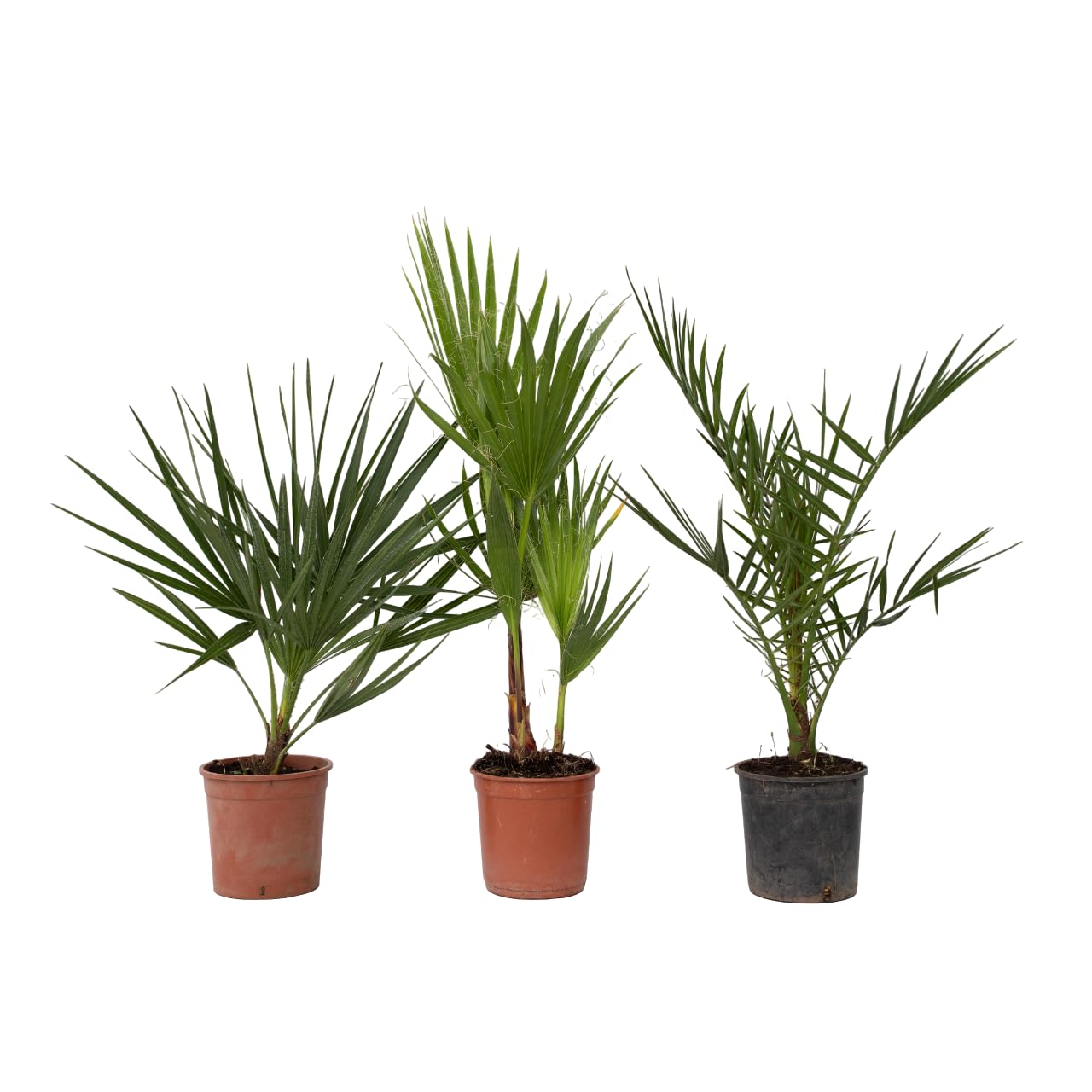 Plant in a Box - Palmiers d'extérieur - Mélange de 3 plantes - Pot 15cm - Hauteur 50-70cm