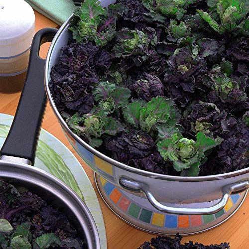 Kalettes Garden Mix Seeds Hardy Annual Vegetable Garden Plants Easy to Grow Your Own 1 Packet of 30 Seeds by Thompson and Morgan