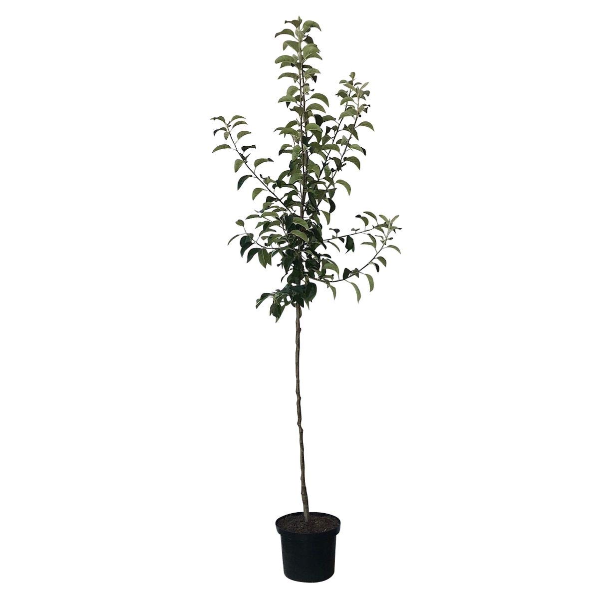 Apfelbaum Roter Boskoop Winterapfel Koch- und Backapfel Halbstamm 150-170 cm 10 L Topf Unterlage M7