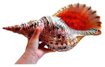 法螺貝　自然な巻貝装飾品 約34cm 法螺貝 自然な巻貝装飾品 約34cm 法螺貝 自然な巻貝装飾品 約34cm