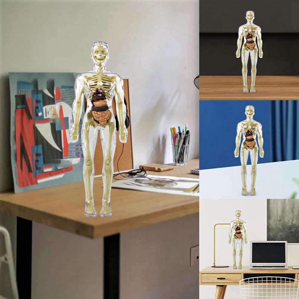 Model anatomiczny tułowia człowieka 3D, szkielet, zabawka szkieletowa, model ciała człowieka, wyjmowane części