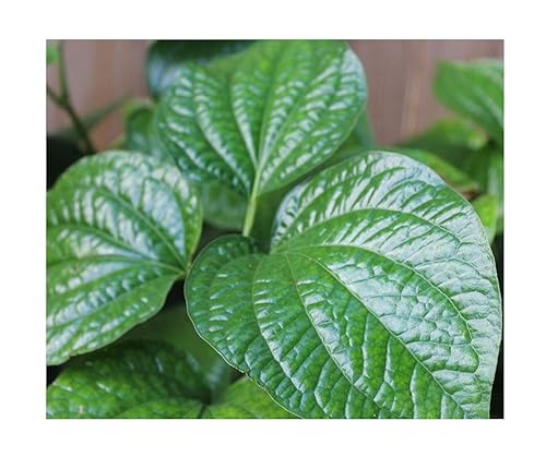 Piper Nigrum Peppercorn 10 semillas Cultiva tu propio enrejado de especias de pimienta negra o cestas Los granos de pimienta se pueden secar al sol