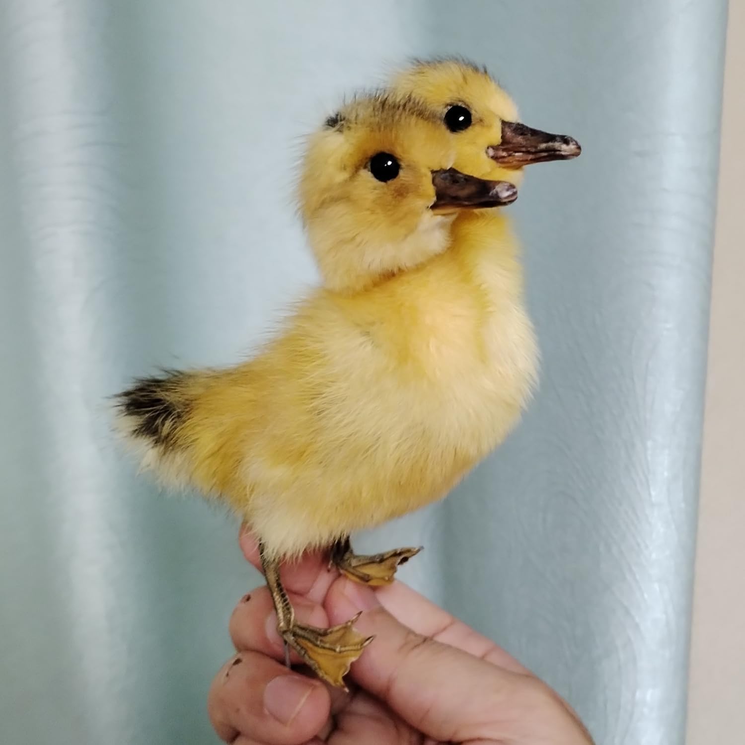 Authentic Duckling Taxidermy, Stuffed Duck Specimen, Pefect for Collection Home Decor, for Kids (Double Head)
