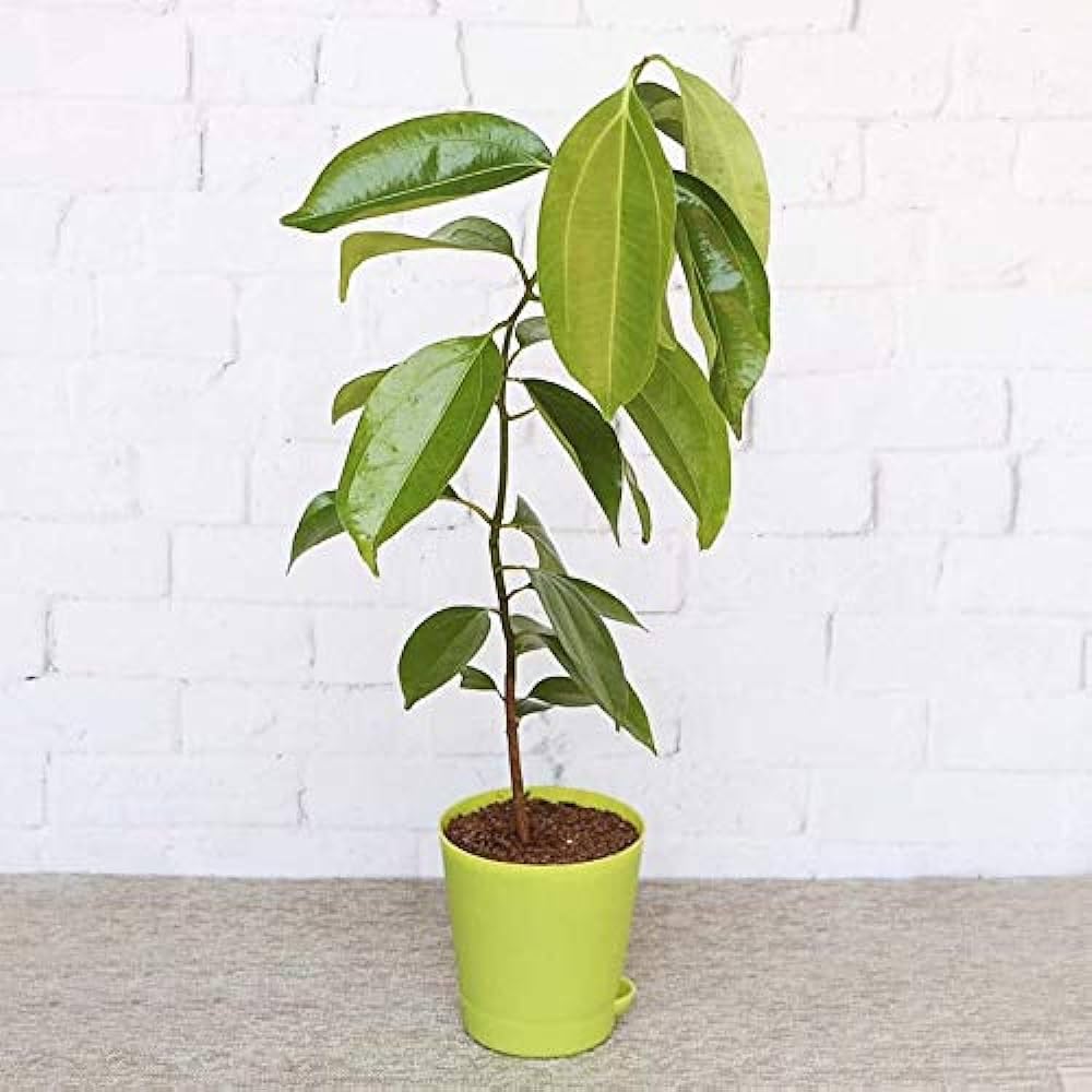 THE GREEN VIEW GARDENS Rare Exotic Live Herbal Tej Patta,Tejpatta Spicy Plant (B0CLLQDHCZ) Amazon Price History, Amazon Price Tracker