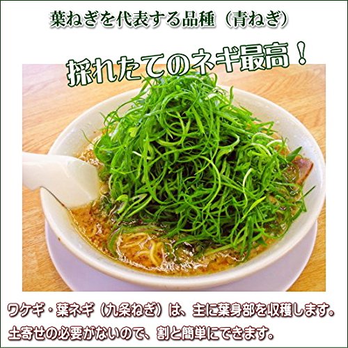 【ながねぎ】 r_f21e_023_1.jpg