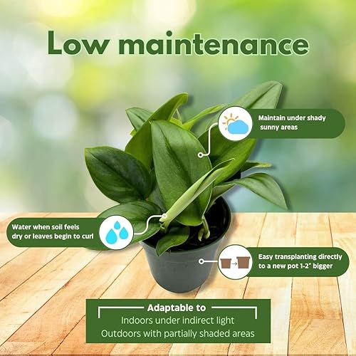 Miniatura 5 de Treubii Pothos, Scindapsus Treubii luz de luna, planta de plata esterlina, Pothos luz de luna en maceta de 4 pulgadas