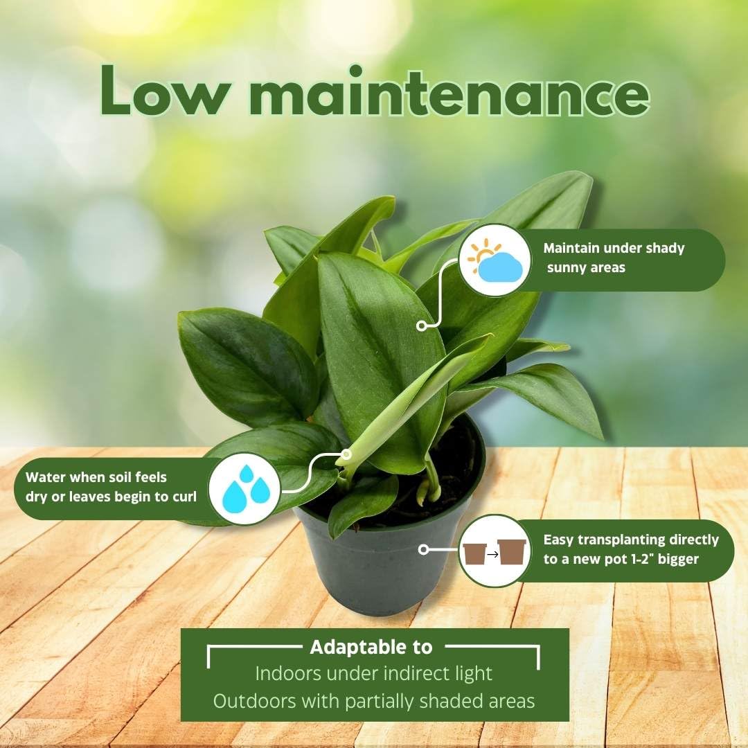 Amazon.com : BubbleBlooms Treubii Pothos, Scindapsus Treubii Moonlight, Sterling  Silver Plant, Moonlight Pothos in 4 inch Pot : Patio, Lawn & Garden