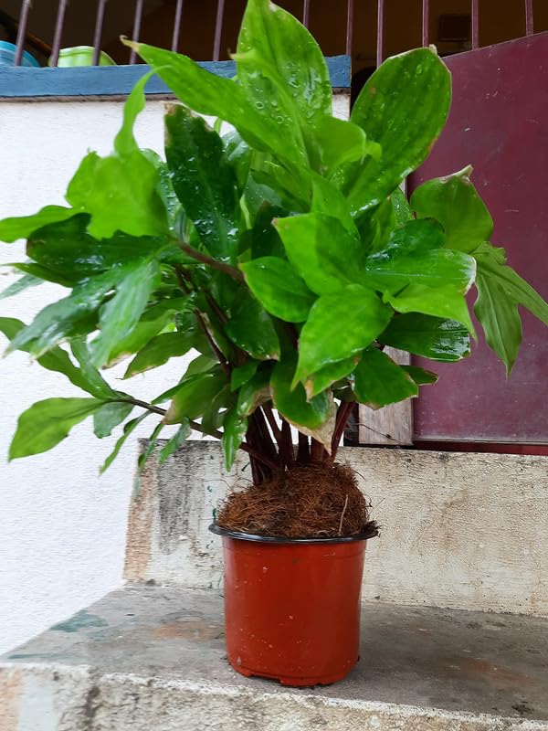 South American Costus Igneus Insulin Live Medicinal Plant For Home Gardening,Planting Pack Of 1 (B0CZ4Q4S1V) Amazon Price History, Amazon Price Tracker