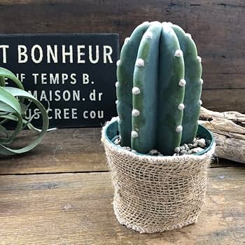 61MSxx24wQL._AC_UF350,