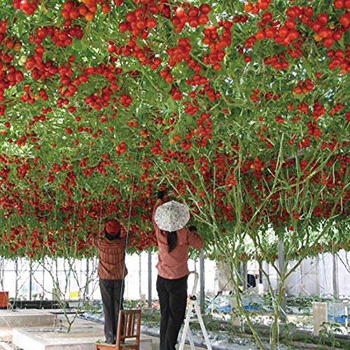 Tomate vivace Arbres énormes Serre extérieure Graines de tomates Beefsteak disponibles en bonsaï Livraison gratuite Chocolat Paquet de 500 graines