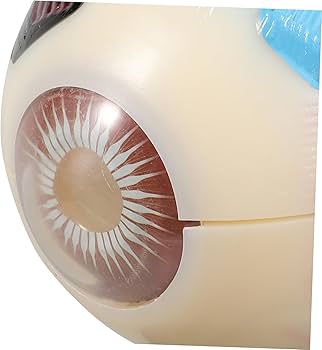 眼球医療用模型 Amazon.co.jp: 医療モデル 眼球解剖学モデル 6x 拡大眼球解剖学モデル