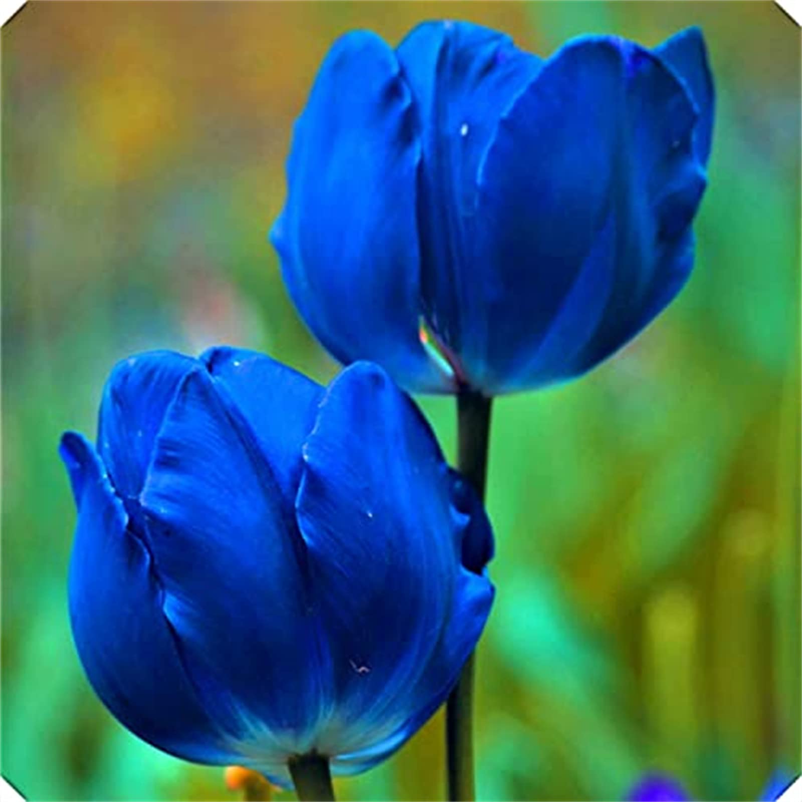 Tulip Bulbs-Hardy, That Grow Fast/Golden Jade Carving, Strong Plants, Wedding Flowers, Easy Plant, 15bulbs-c