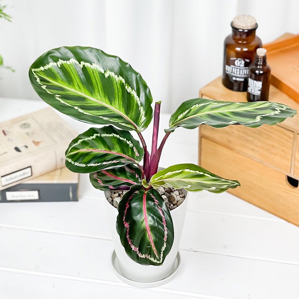 Amazon | PLANCHU 観葉植物 カラテア ロゼオピクタ 4号鉢 受け皿付き