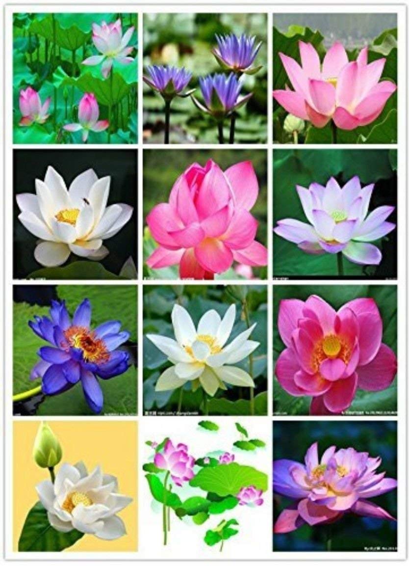 See full amazon price history chart for SHOP 360 GARDEN Mixed Varieties Lotus Aquatic Water lily Seeds - Pack of 20 Seeds SHOP 360 GARDEN Mixed Varieties Lotus Aquatic Water lily Seeds - Pack of 20 Seeds (B07VVDRD2L) Amazon Price History, Amazon Price Tracker