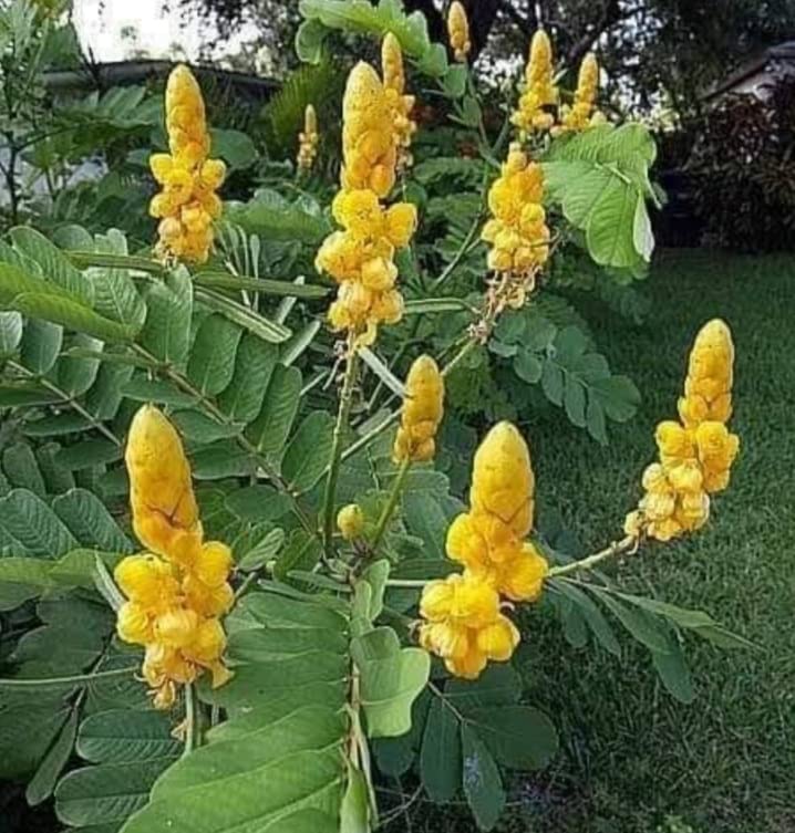 Cassia alata/Senna alata/Seemai agathi live plant - 1 No (B0BGN7BRRZ) Amazon Price History, Amazon Price Tracker