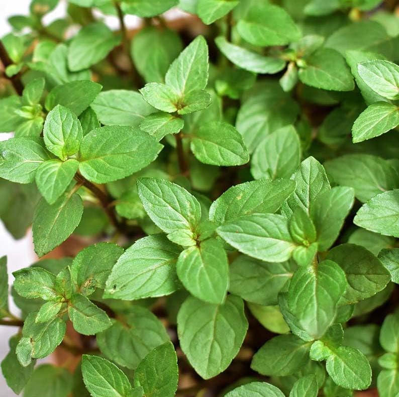 Votaniki Chocolate Mint Plant - Mentha Piperita CV Chocolate Mint Live Plant | Fragrant Plant Perfect for Growing in Containers - Easy to Grow (1 Pack)