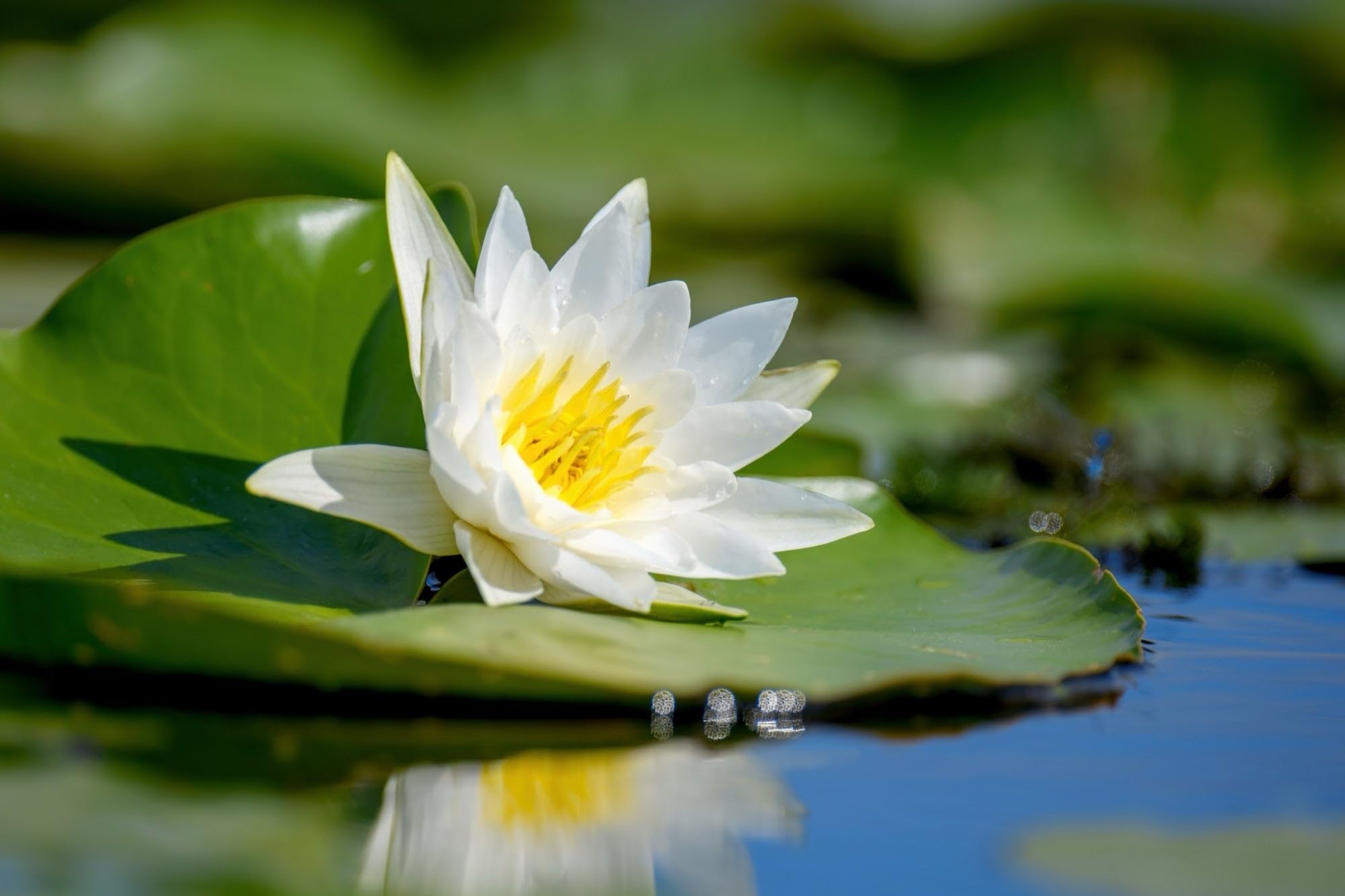 Lincolnshire Pond Plants Ltd - Alba Water Lily - Pond Plants - VLW01-Loose Root
