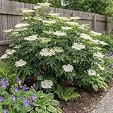 Bloomique - Schwarzer Holunder (Sambucus nigra) - Gartenpflanze - Winterhart - Höhe 30-40 cm - Topfgröße: 19 cm