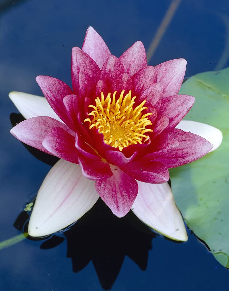 Bloomique - Set di 2 - Nymphaea Attraction - Ninfea Rossa - Pianta Acquatica - Pianta da Stagno - Resistente al Freddo - Alte 10-20 cm - Vaso 11 cm