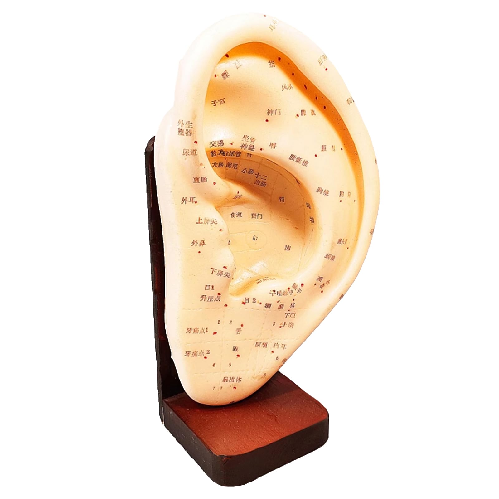 Yrqmgsf 23Cm Ear Massage Acupuncture Acupoint Model Massage Acupuncture Ear Points Learning Pressing Model For Ear Acupuncture Point Study Teaching,,S
