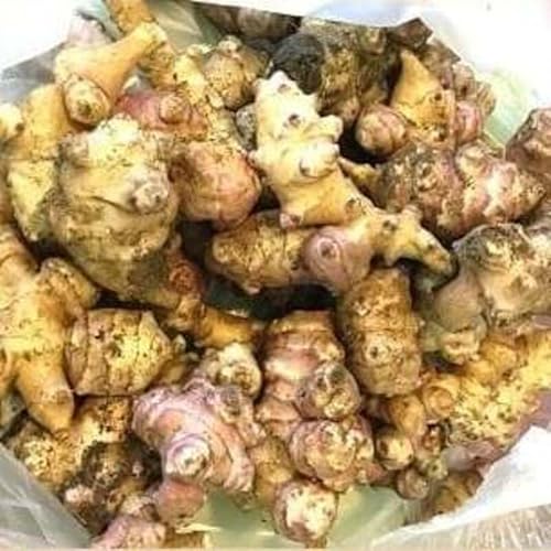 生 菊芋 2kg 『漆山果樹園』 山形県 南陽市 [852]