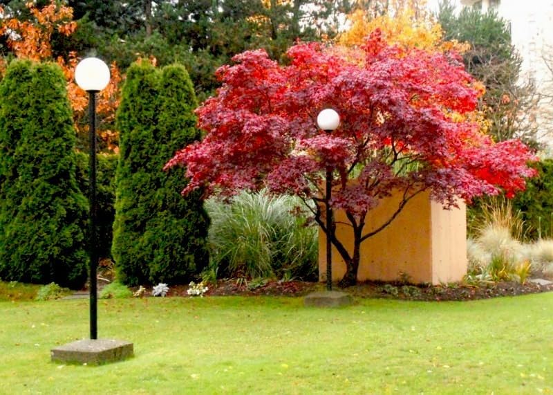 10 semillas de árbol de arce japonés con hojas de encaje  Acer Palmatum Dissectum Shrub Seeds