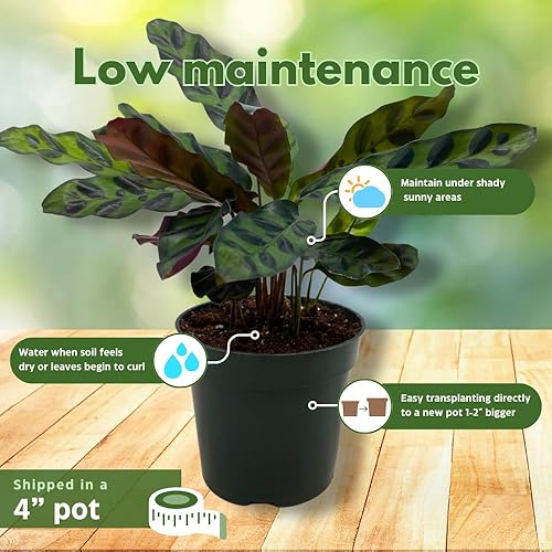 Miniatura 5 de Calathea Lancifolia, serpiente de cascabel, planta de oración, serpiente de cascabel, maceta de 4 pulgadas