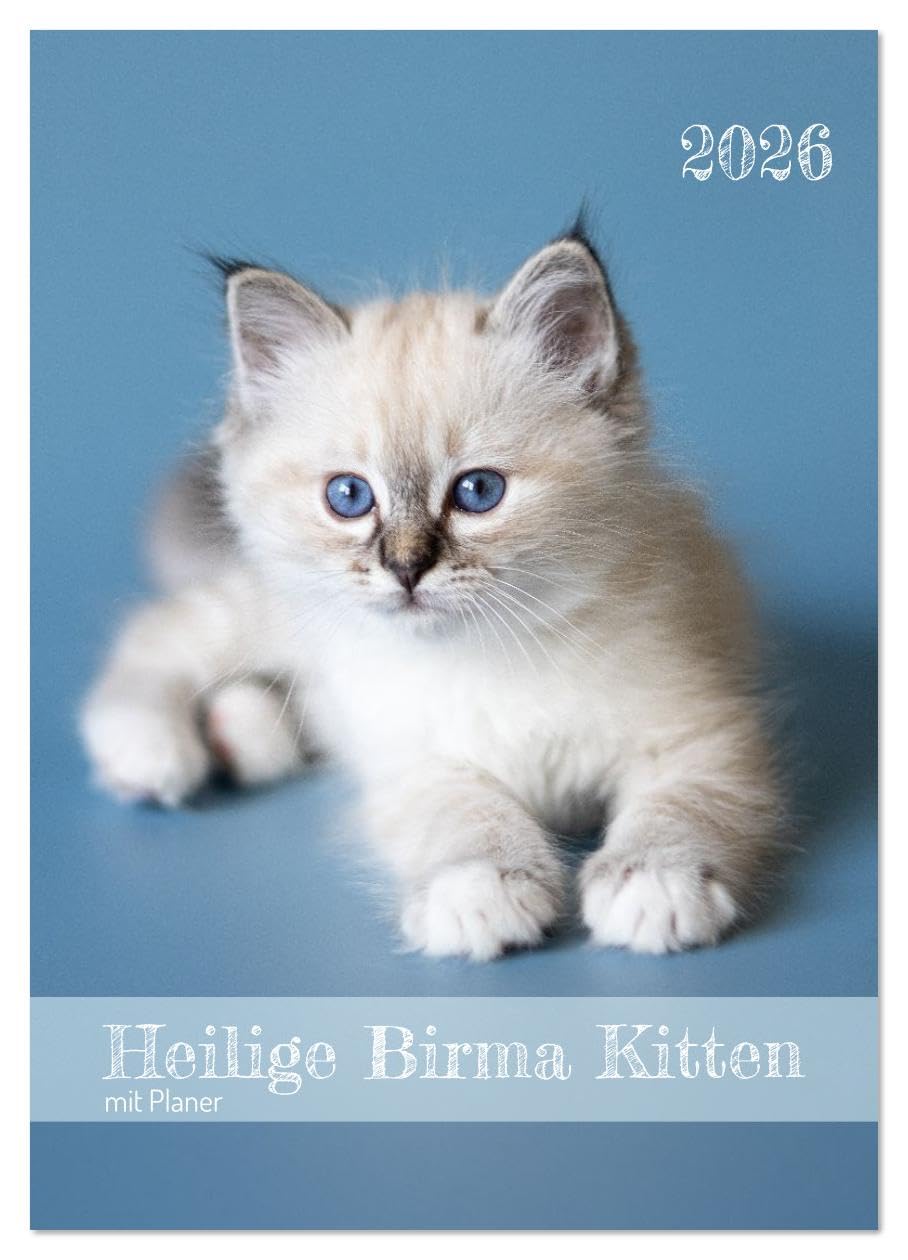 Heilige Birma Kitten Kalender mit Planer (Wandkalender 2026 DIN A2 hoch), CALVENDO Monatskalender: Niedliche Fotografien verspielter Katzenkinder. (CALVENDO Tiere)