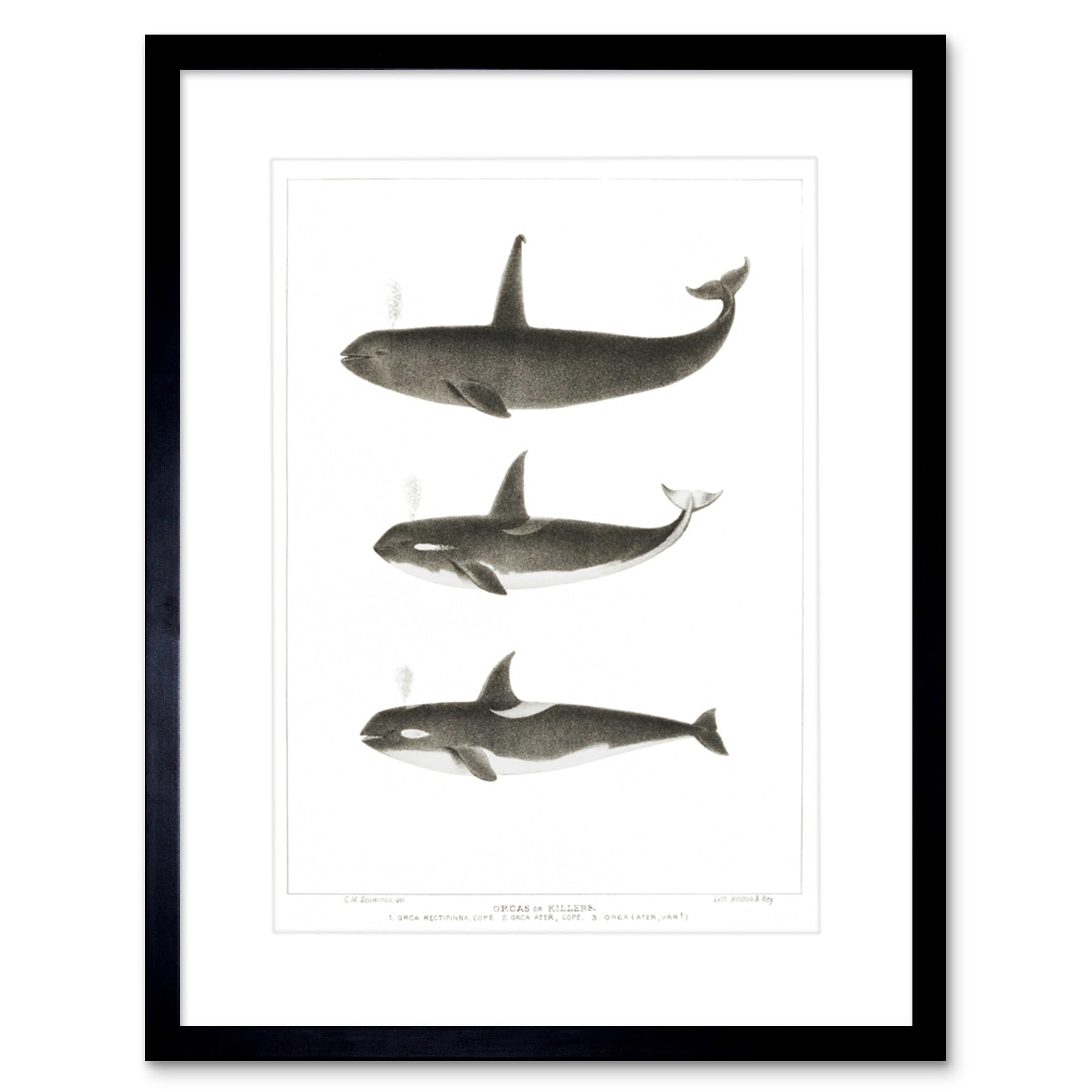 Wee Blue Coo Orca Killer Whales Art Print Framed Poster Wall Decor 12x16 inch