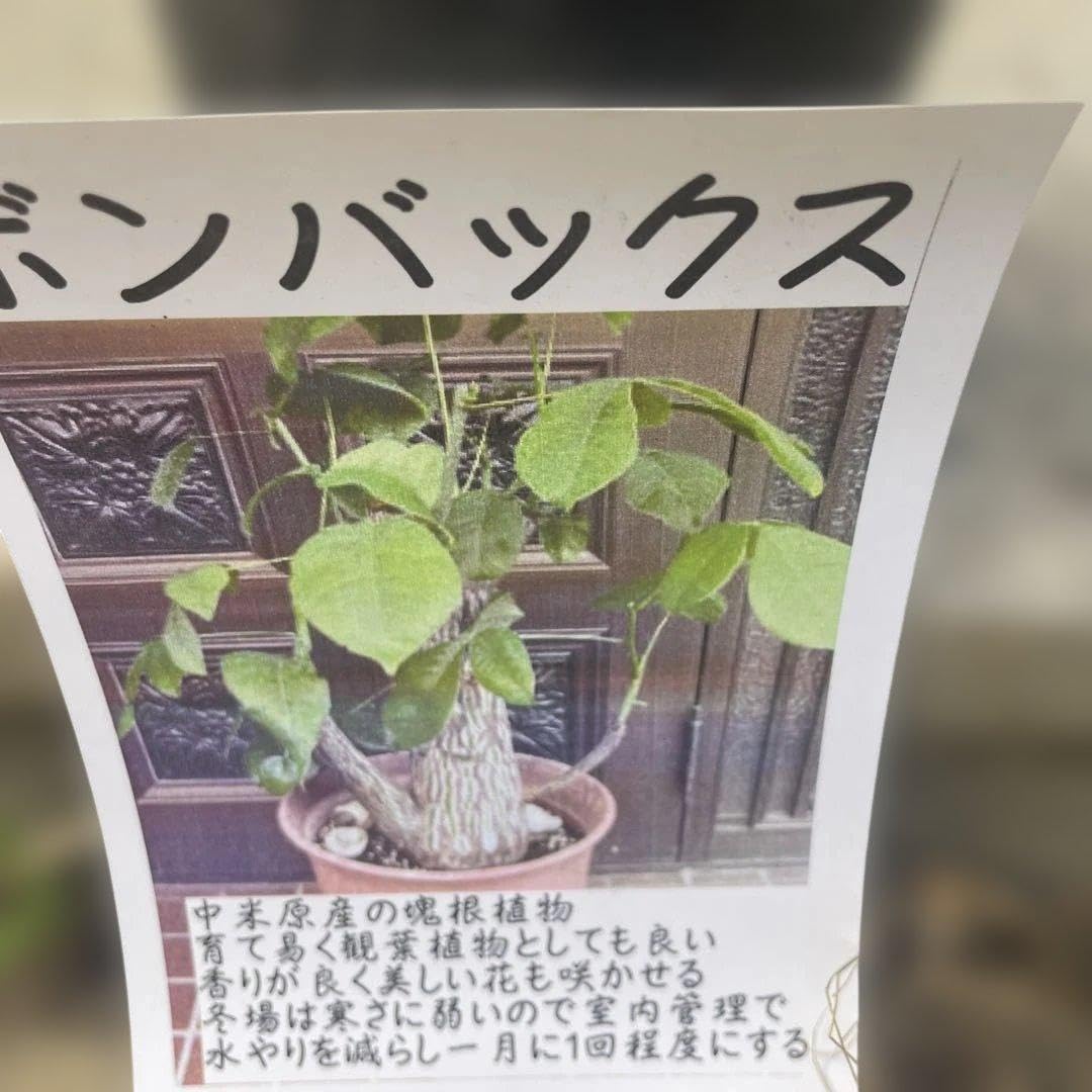 Amazon｜ボンバックス 塊根植物 コーデックス 観葉植物｜観葉植物