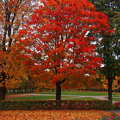 Chuxay Garden 5 Seeds Quercus Rubra,Red Oak,American Red Oak,Northern Red Oak, Quercus Borealis Fast-Growing Deciduous Tree Striking Landscaping Plant Spectacular Display #TOP25