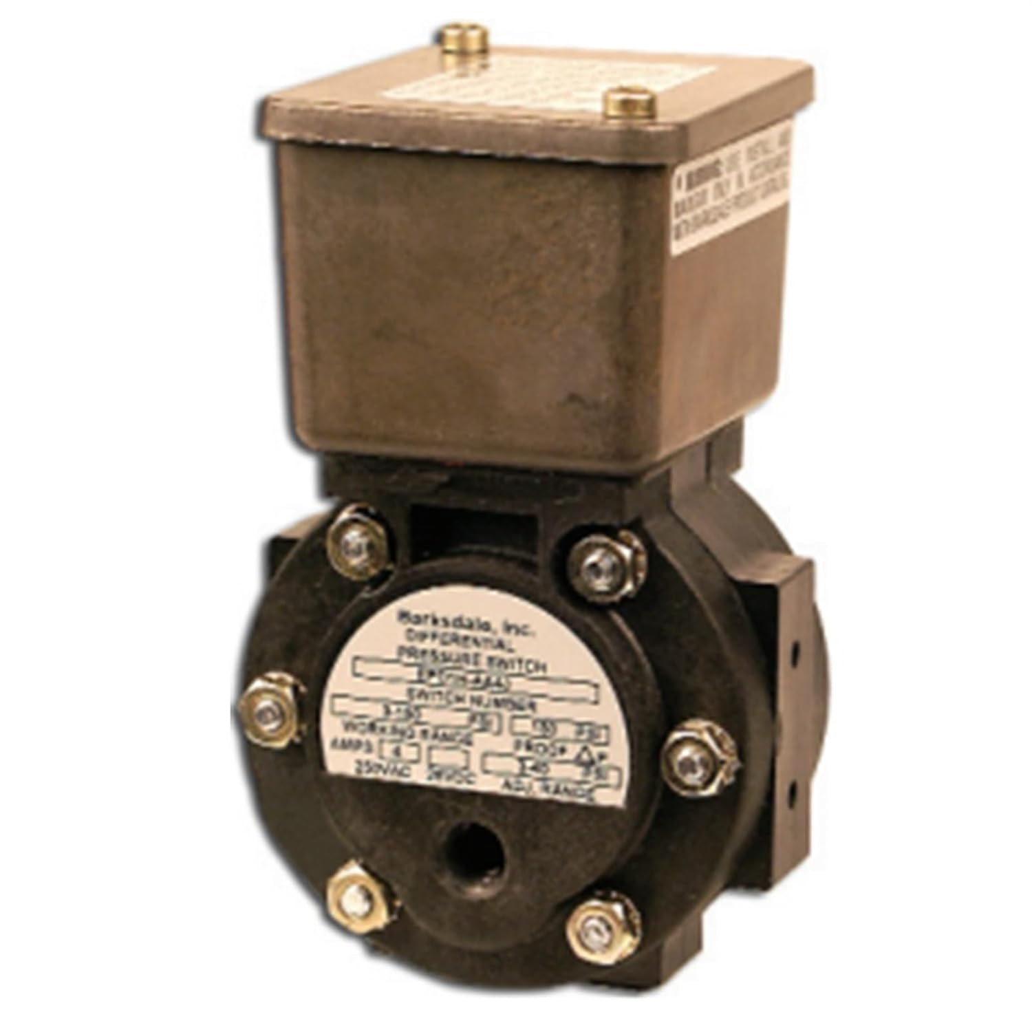 NO 7 イワヒバ( 岩松 ） 30年物 激安の投売り大特価です NO 1