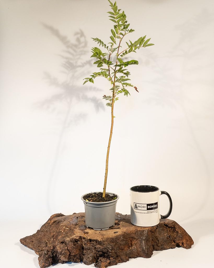 Rowan Tree (Sorbus aucuparia) European Mountain Ash 30-40cm in Pot,UK Grown,British Tree