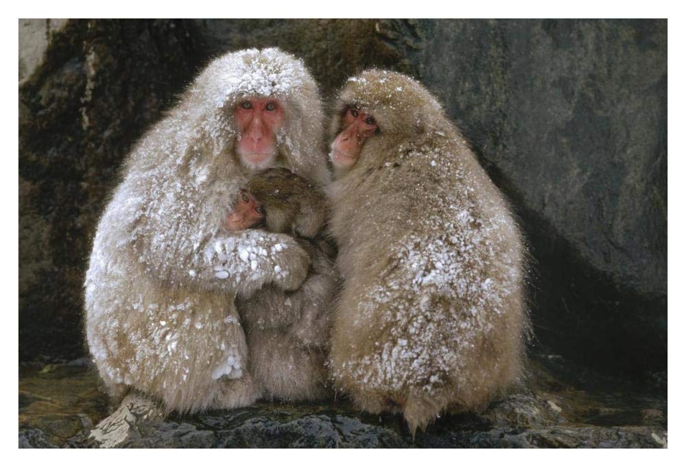 Artworks Italia Japonais Macaque Famille mêlée pour la chaleur, Japan-Paper Art 96,5 x 66 cm