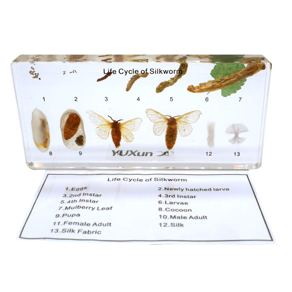 Life Cycle Story of Silkworm Entwicklung Specimens Zoology Animal Insect Embedding Specimen Science Classroom Taxidermy164 x 78 x 20 mm