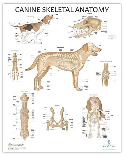 Anatomy Lab 4-Pack Canine & Feline Anatomy Poster Set, Laminated, Veterinary Anatomy Physiology, 17.3 x 22.5 Inches, Anatomical Diagram for Education & Learning