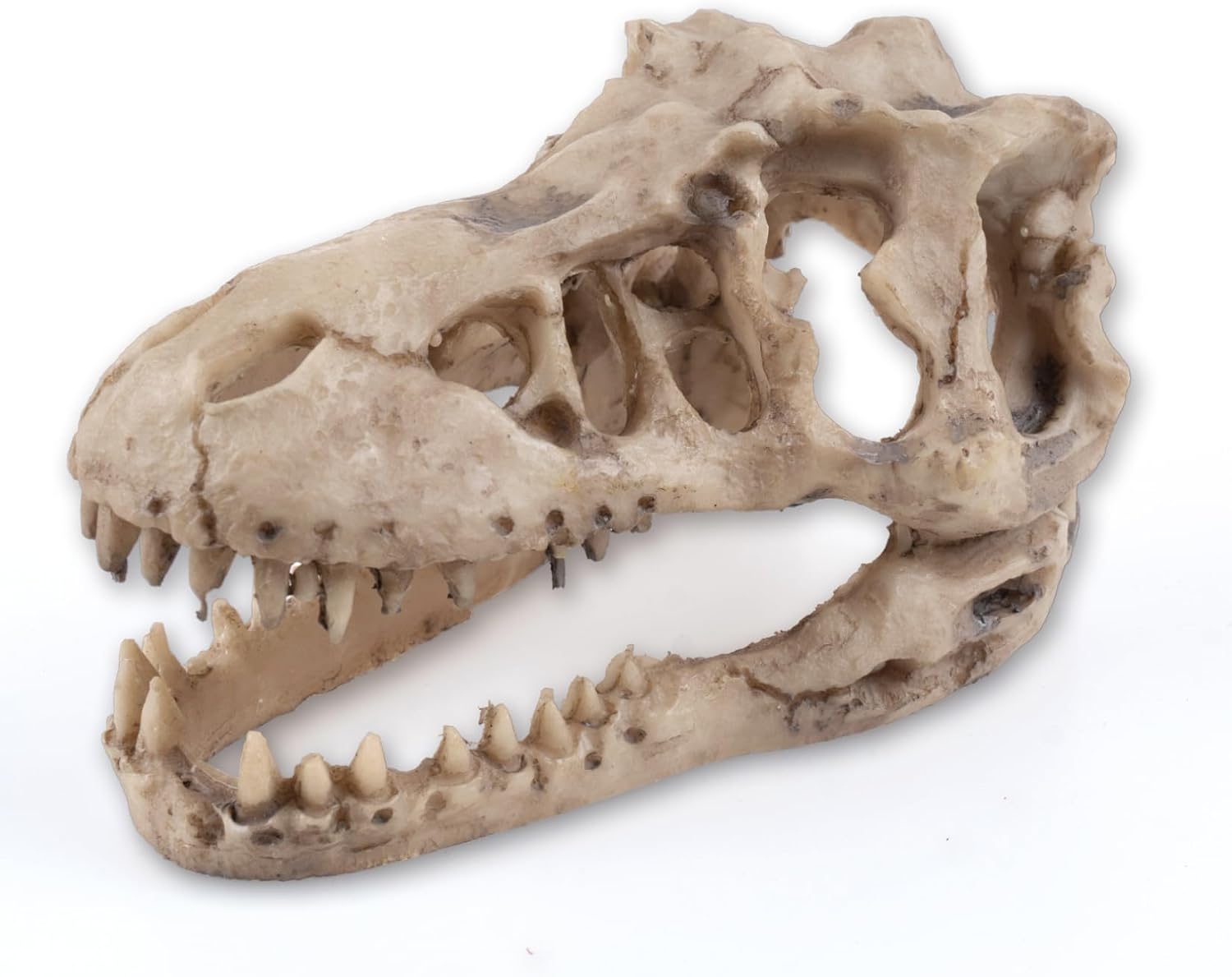Dinosaur Skull Aquarium Decoration,Fish Tank Décor,6.3"x4"x4"