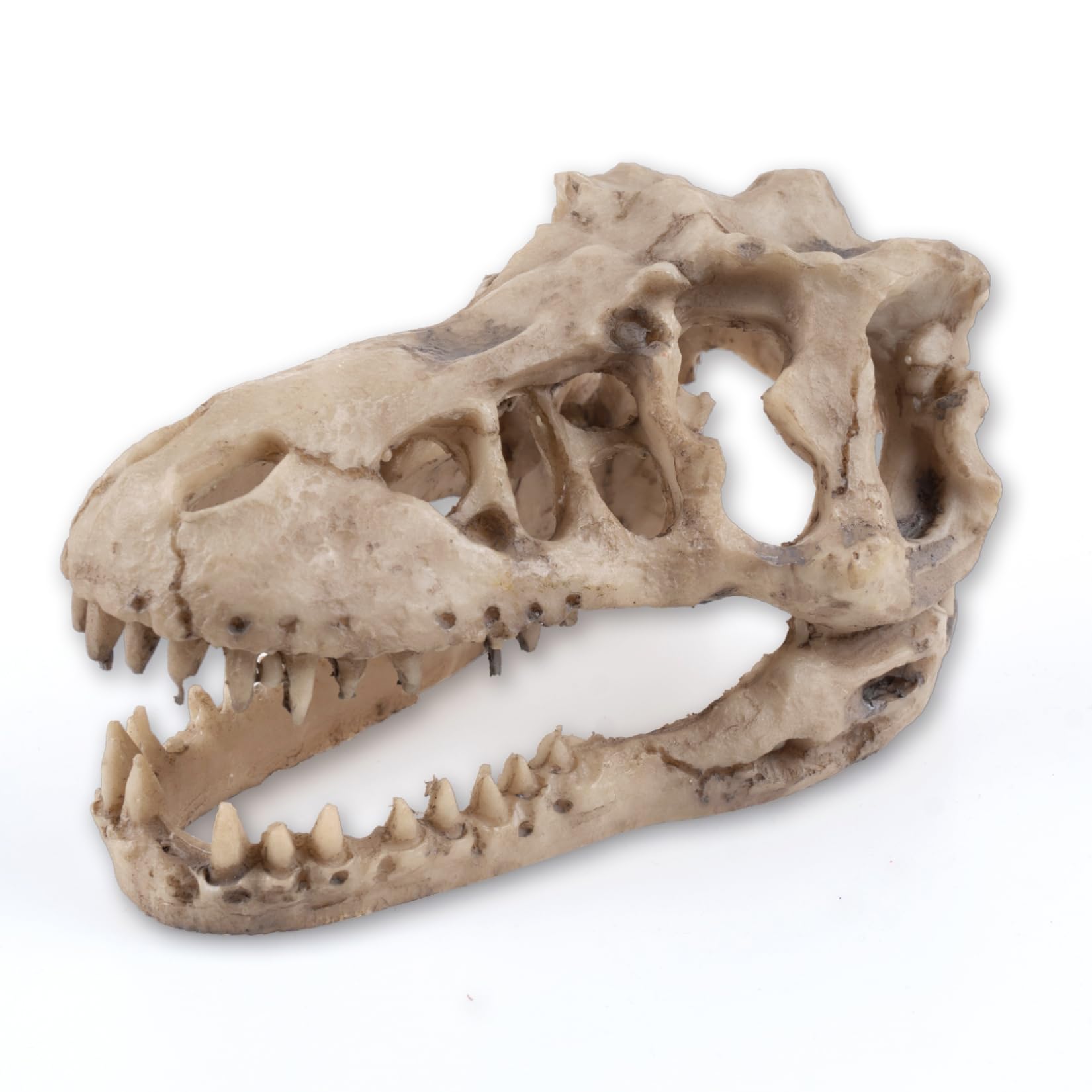 VibeNest Dinosaur Skull Aquarium Décor - Fish Tank Decoration Hideaway for Fish,Natural Look, 6.3"x4"x4" - Fun Underwater Environment! (6.3")