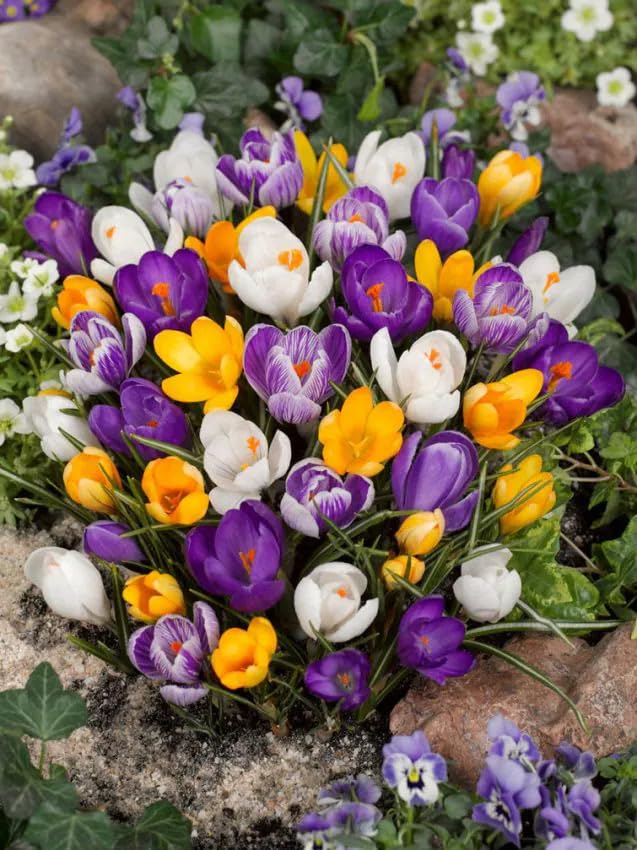 Krokus Blumenzwiebeln Winterhart Mix Mehrjährige Zwiebeln aus Holland für Garten Balkon Beete und Töpfe (10 Krokus Mischung)