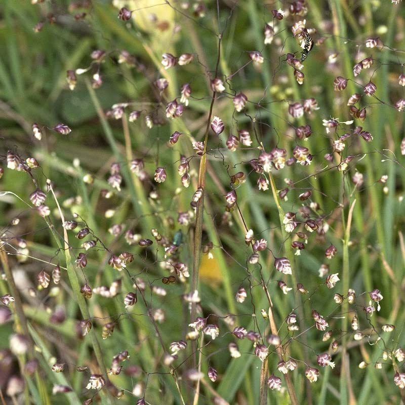 6x Zittergras 'Limouzi' - Briza media 'Limouzi' - Topf 9x9cm - Blühendes Garten Ziergras