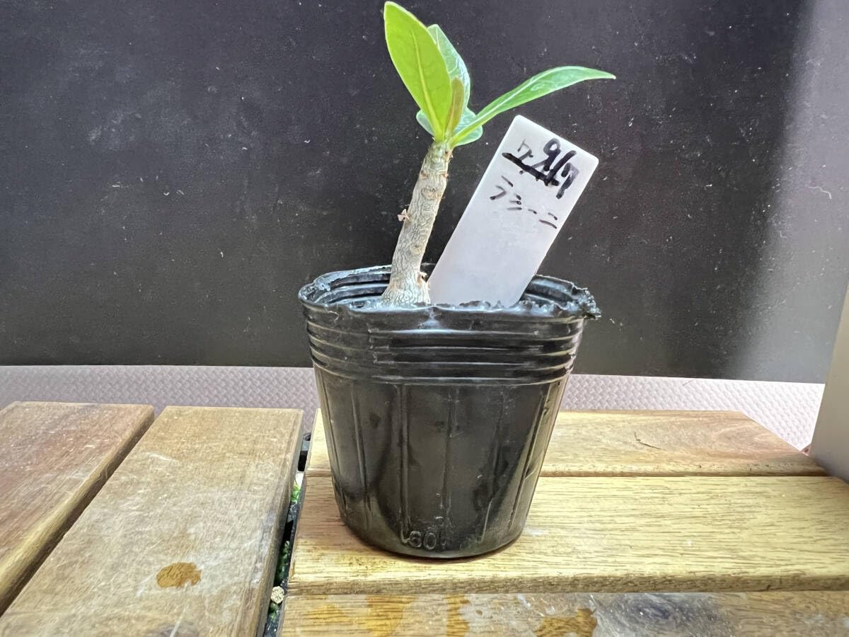 Amazon.co.jp: アデニウム アラビカム ラシニー 実生 97 : 食品