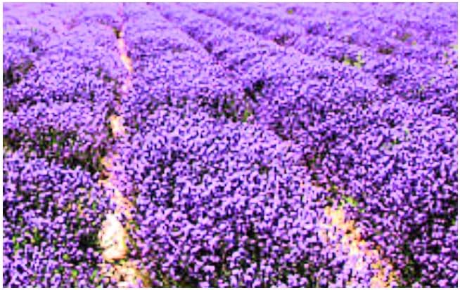 Dried Lavender flowers Crafts Soap Pillows Wedding Confetti Pot Pouri - 200g